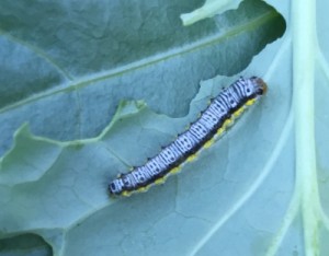 big caterpillar